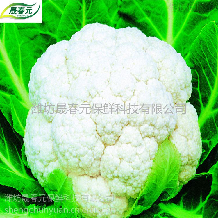 【晟春元菜花专用物理活性气调保鲜袋杀菌批发定制】图片