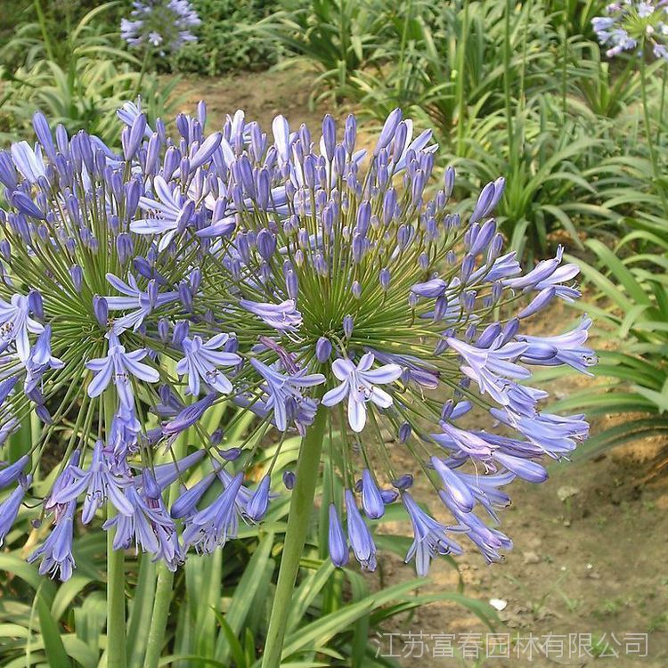 江苏宿迁批发重瓣朱顶红孤挺花华胄兰百子莲对子莲球根基地 价格 中国供应商