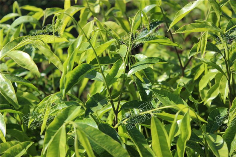 供应海南土沉香苗正宗白木香兴达苗木