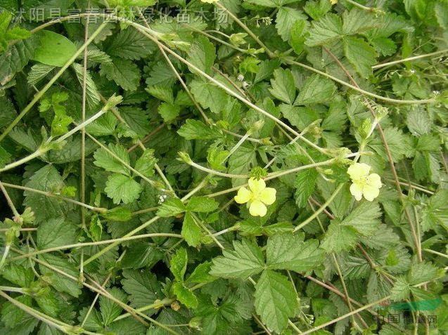 【供应蛇莓 蛇莓苗 长势喜人 自产自销 基地种植