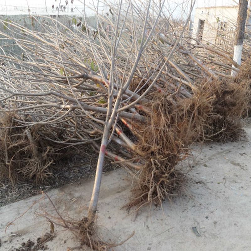 柯迪亚大樱桃苗