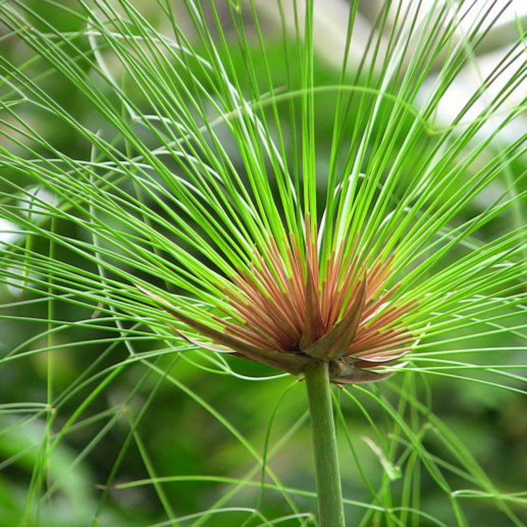 供应水生植物细叶莎草细叶莎草苗长势喜人自产自销基地种植量大优惠