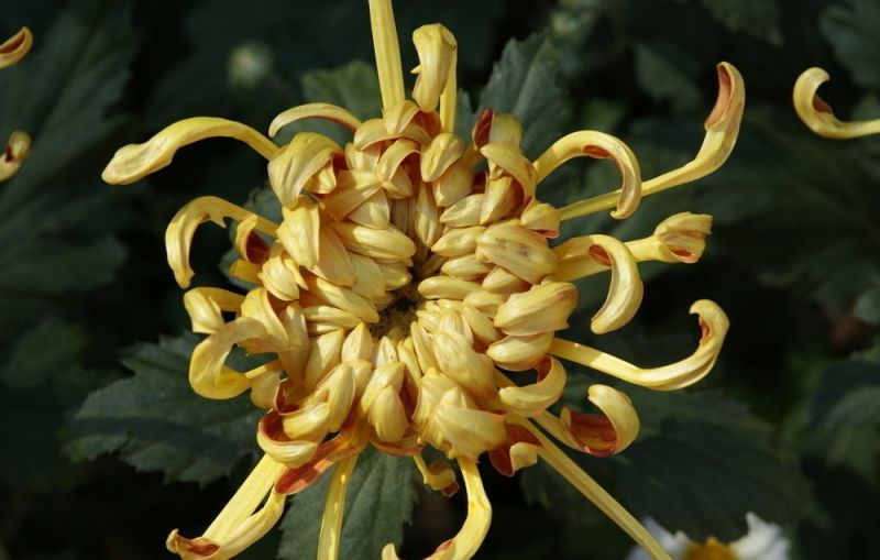 供應各種盆栽菊花菊花苗菊花江蘇菊花花色