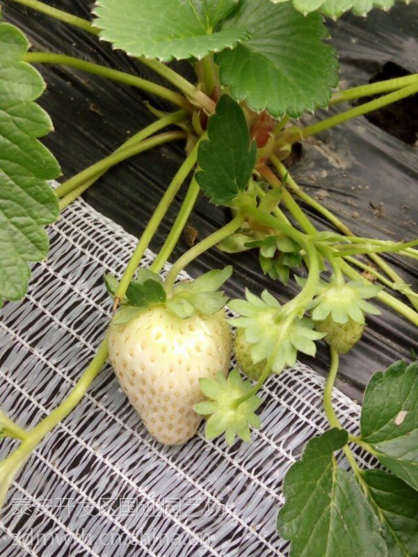 【白雪小町草莓苗多少钱一棵/一棵白雪小丁草莓苗多少钱】图片