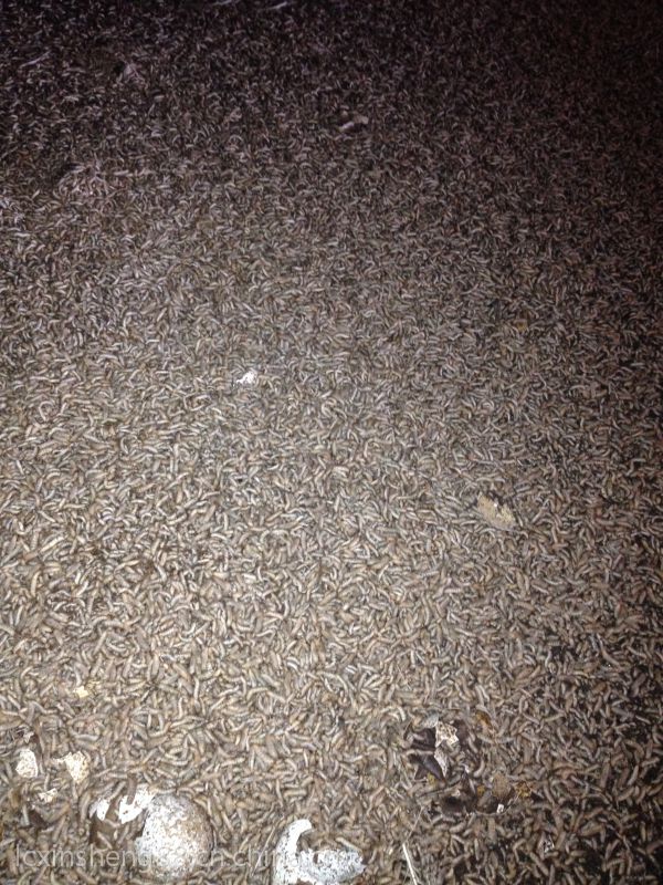 供应黑水虻卵 养殖 种蛹