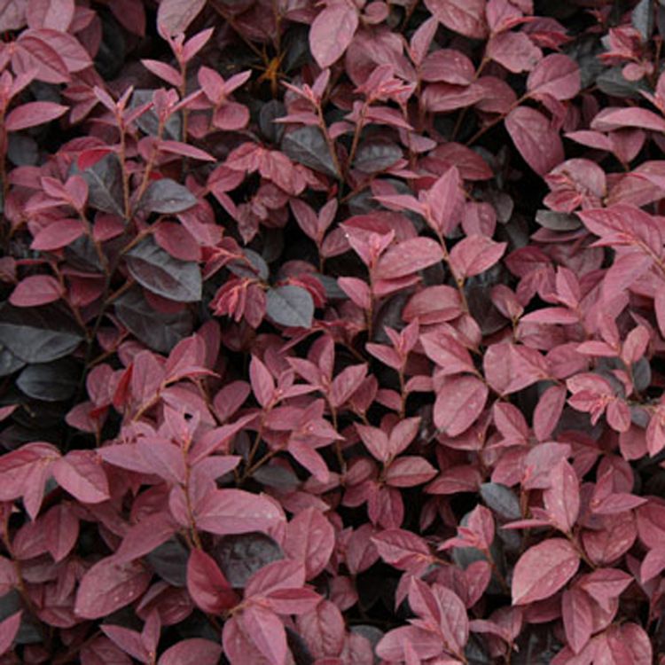 供应红继木批发供应温江苗木城乡绿化苗木彩叶灌木红花继木