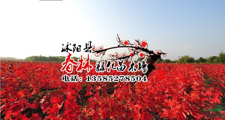 绿化苗批发基地电话