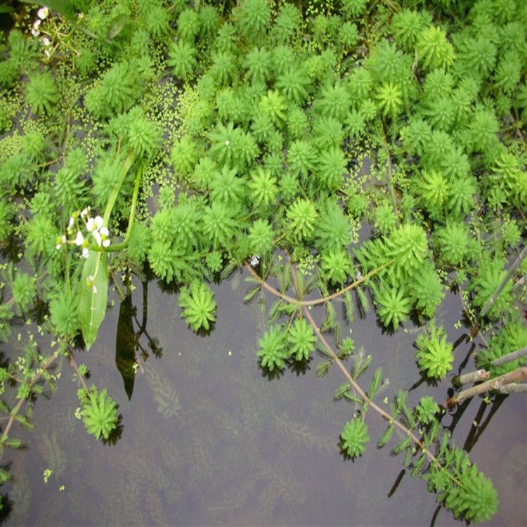 苗圃供应水生植物狐尾藻狐尾藻苗基地种植量大优惠庭院绿化工程