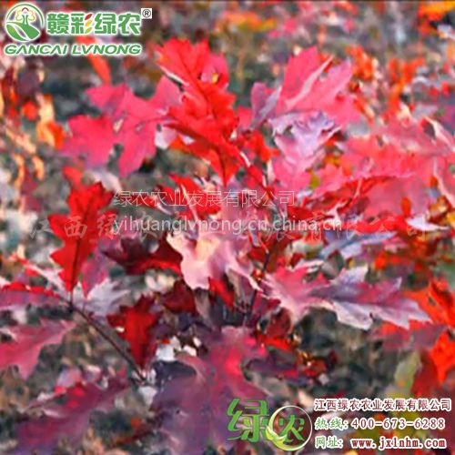 江西绿农供应火焰红栎 红叶时间最长 叶色最艳丽红栎 火焰红栎小苗供应包成活