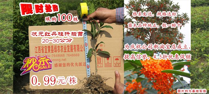 ***红的丹桂苗 桂花苗 桂花小苗 桂花树苗 桂花小苗批发】价格