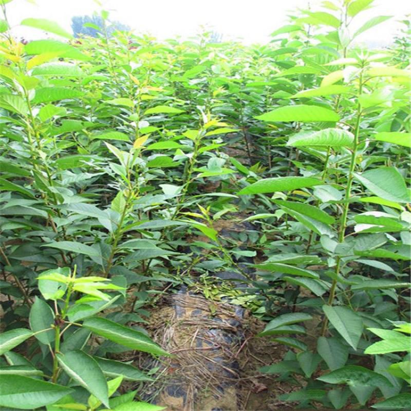 柯迪亚大樱桃苗