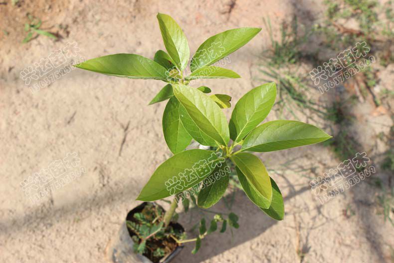 供应供应牛油果鳄梨苗兴达新品