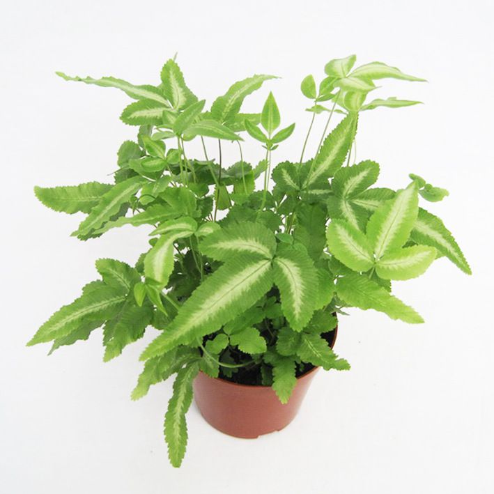 供应阿波银线蕨高度2025冠幅2230cm适宜温度10不耐寒