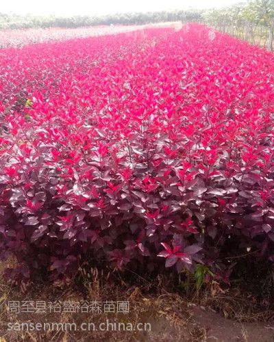 紫叶矮樱绿篱营养杯苗 新疆内蒙陕北陕西繁育基地
