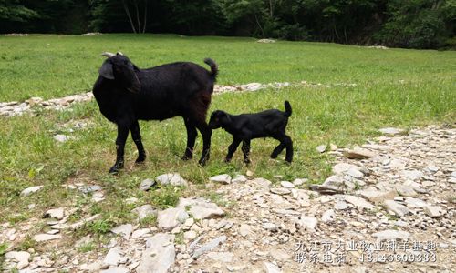 黑山羊种羊养殖技术哪家好？