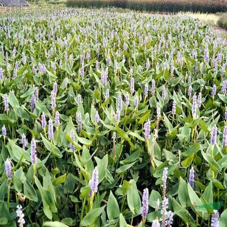 苗圃供應水生植物海壽花白海壽花基地種植量大優惠品種