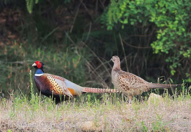 【大型厂家野鸡苗价格,国内专业育种公司野鸡苗批发】图片