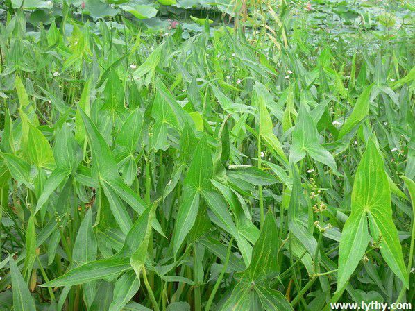 【供應水生植物-慈姑(大慈姑) 又名燕尾草 白地慄 酥卵】價格_廠家 - 