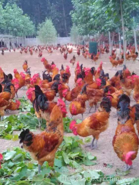 宝博体育- 宝博体育官网- 宝博体育APP下载 BaoBoSportsAI赋能养鸡新模式！中关村科金 “富慧养” 重构智慧养殖产销全链路