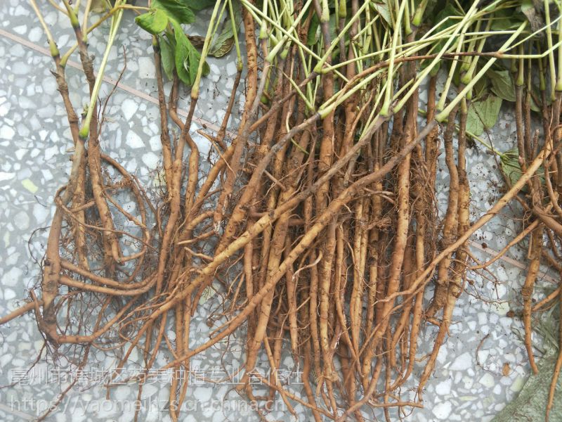 玄参种苗批发商玄参种芽繁殖技术