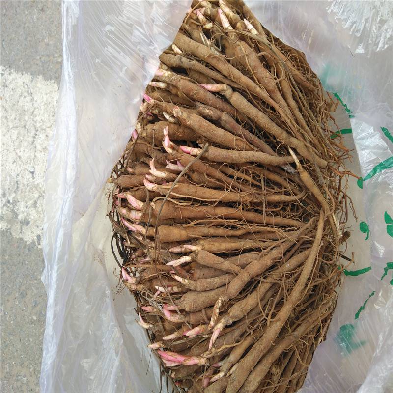 赤芍种子赤芍苗赤芍芽头赤芍栽培技术芍药种子芍药苗