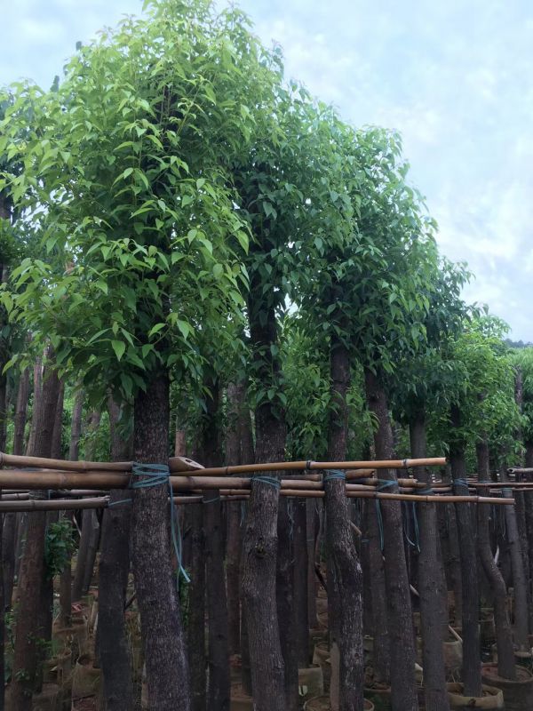 海南哪里可以买到香樟海南袋苗移植香樟