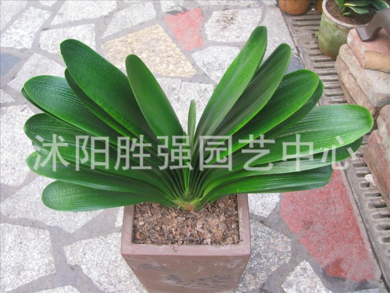 百家乐斗南鲜花产业链各环节的“颜值天花板”