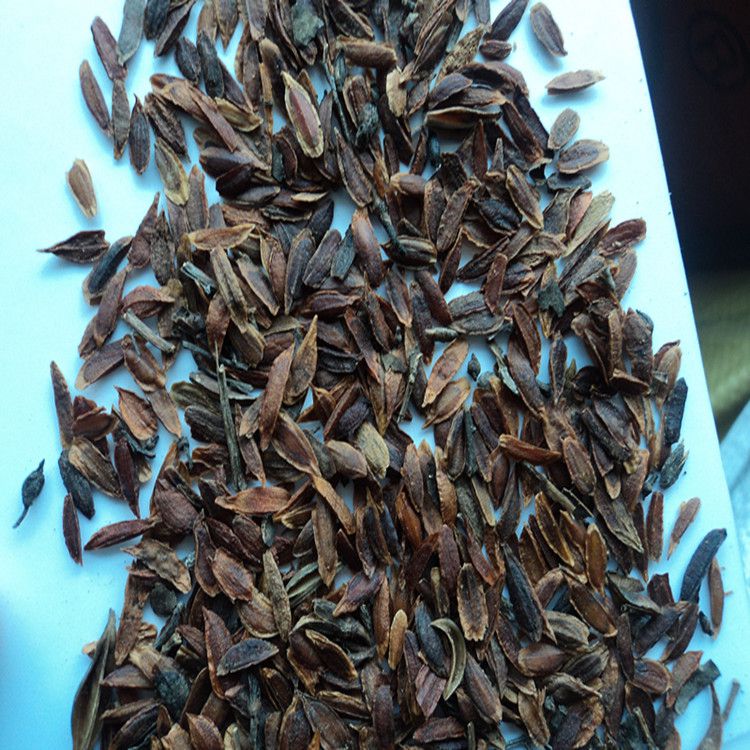 供应紫丁香紫丁香种子紫丁香种子价格播种技术发芽率高