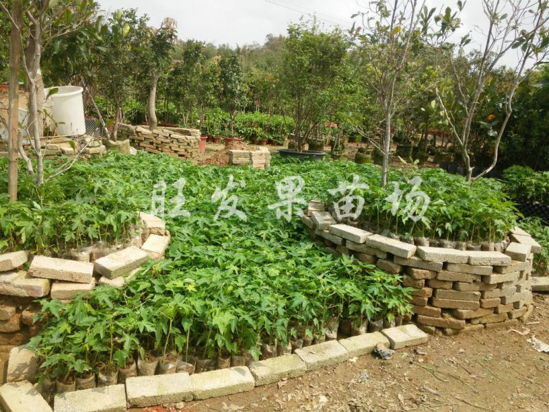 长期经销台湾红妃木瓜苗营养丰富果树苗百益果王