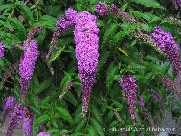 落叶灌木醉鱼草多年生植物水生植物鱼尾草槐木闹鱼花痒见消