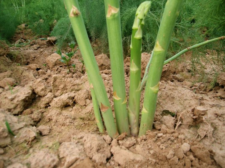 綠化蘆筍種苗當年採收超大苗園林農家樂植物園園藝公司