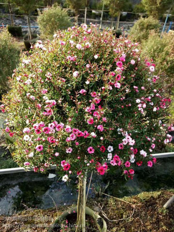 松红梅基地松红梅工程花卉大量批发