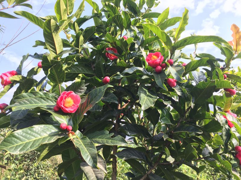 越南抱茎茶花价格和图片四季抱茎海棠茶扦插苗嫁接苗盆栽