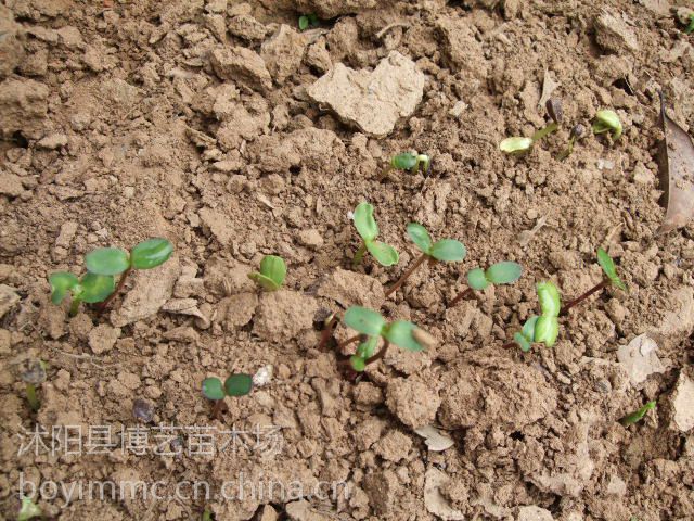 葵花种子向日葵种子观赏向日葵花种子 价格 厂家 中国供应商