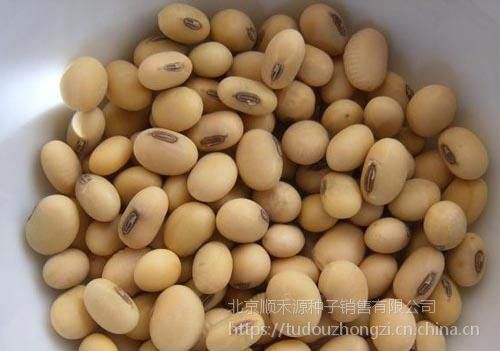 供应中黄39大豆种子厂家价格高产早熟大豆种子