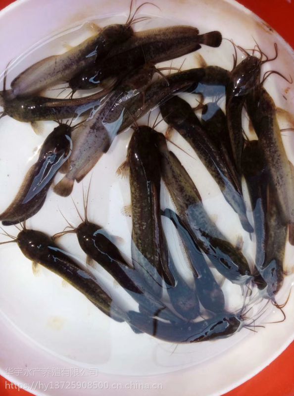 鯰魚大口鯰魚南方大口鯰魚