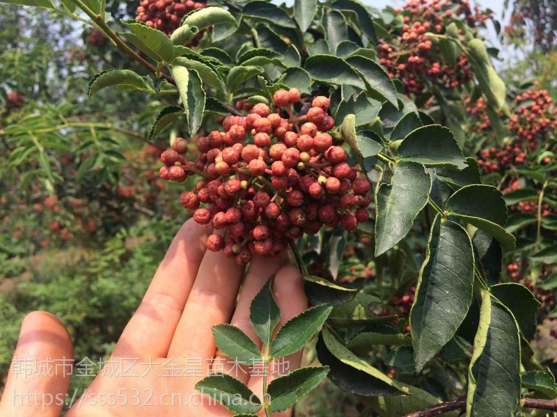 陕西韩城无刺大红袍花椒苗基地