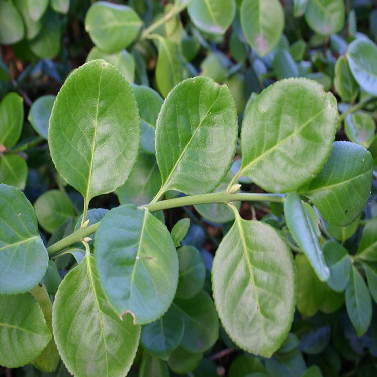 常年供应卫茅小苗绿化苗卫矛