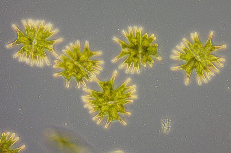 (辐射微星鼓藻)放大倍率:40×,相差