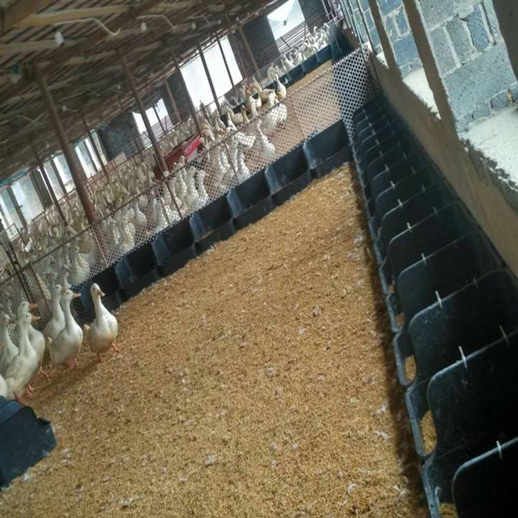 有底鸭蛋窝散养蛋鸭产蛋窝福德中兴鸭子下蛋箱
