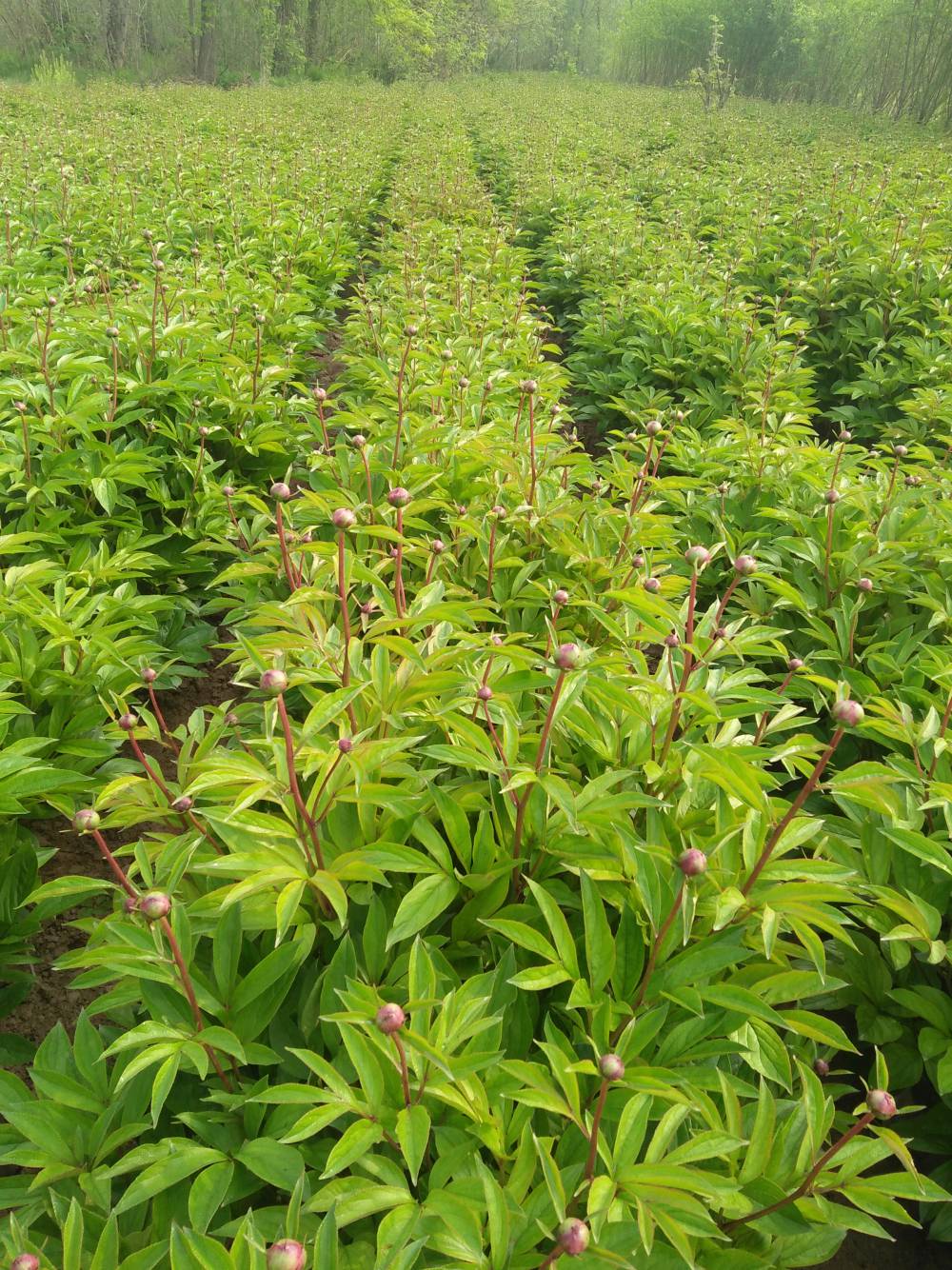 【赤芍苗子,赤芍种子,赤芍怎么种子】价格_厂家 - 中国供应商