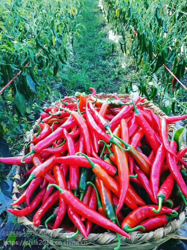 供应大量散装美人椒