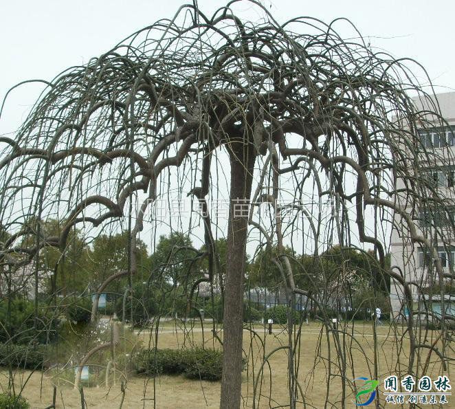 供应沭阳龙爪槐树苗46公分落叶风景树倒槐垂槐价格