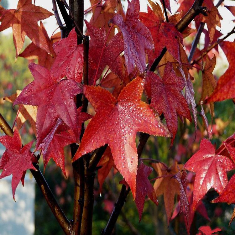 %等级1包装方式封装产地国产播种期春盛花期不开花品种枫香类别观叶类