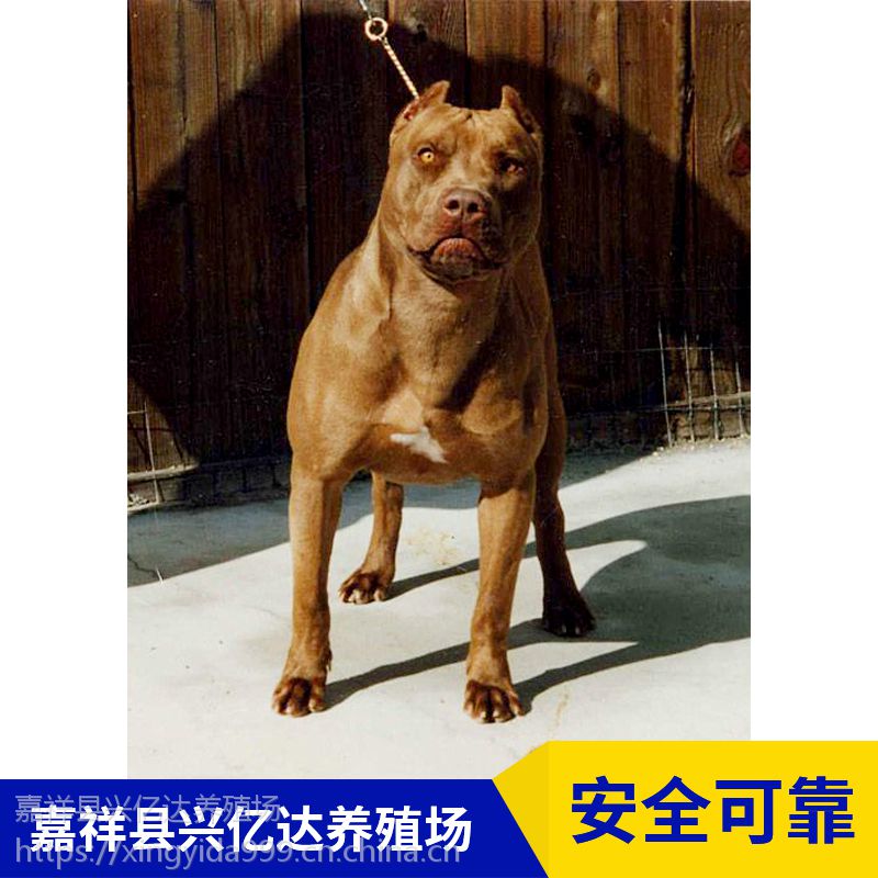 嘉祥县兴亿达小型比特犬小奶狗养殖场价格 价格 厂家 中国供应商