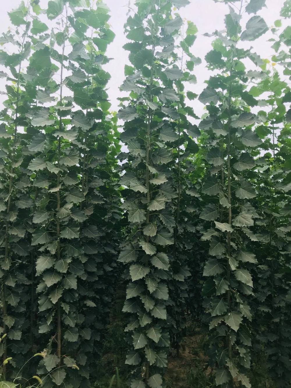 107杨树苗107速生杨108扦插段杨树苗批发价格