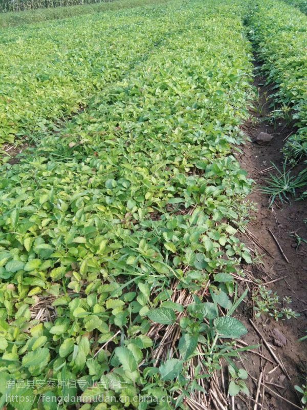 丹参苗今年价格