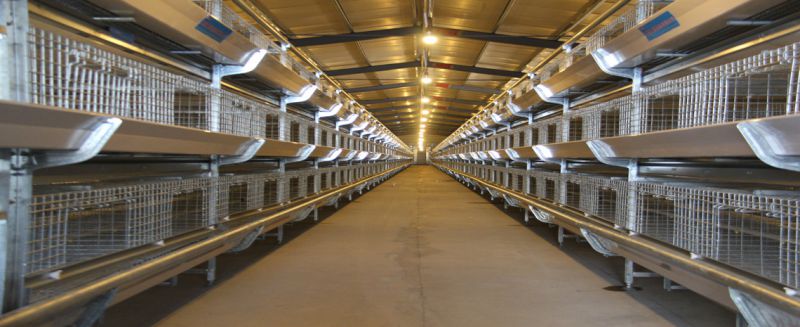 方圆销售的肉鸡笼展示自动化养鸡设备