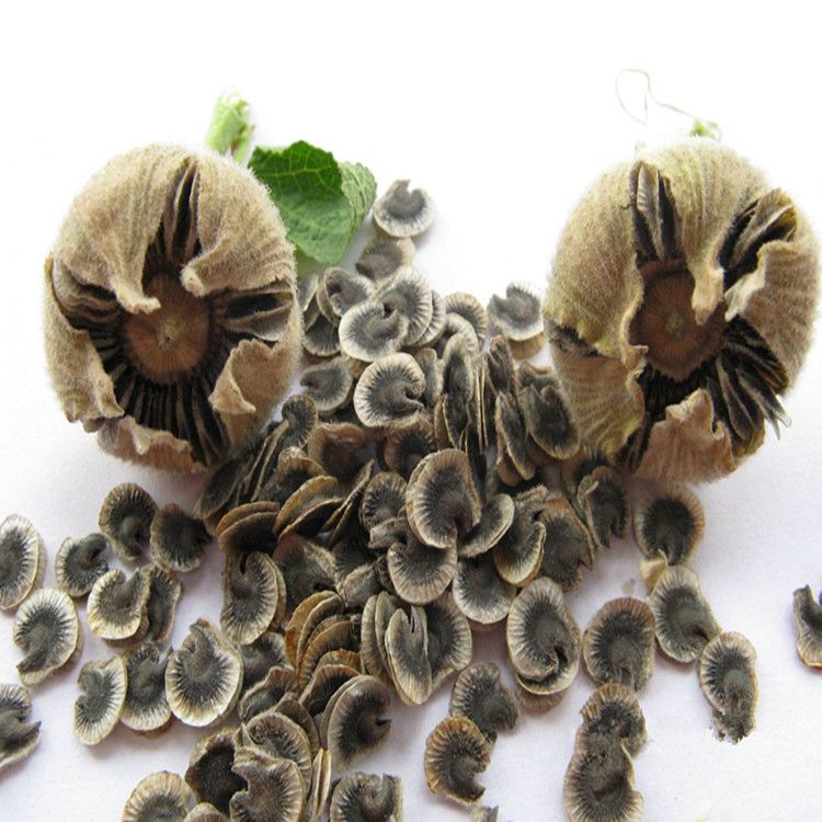 供应花卉种子林木种子蜀葵种子价格蜀葵种子播种方法