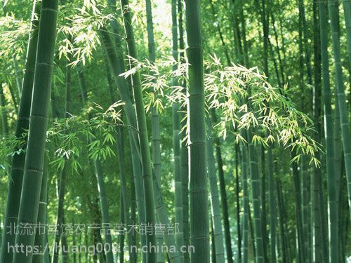 供应中华竹的文化楠竹的产地毛竹的加工方法 价格 厂家 中国供应商